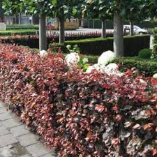 Attēlu rezultāti vaicājumam “Fagus sylvatica fo. purpurea male flower”