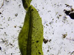 Attēlu rezultāti vaicājumam “Dichodontium pellucidum macro”