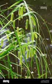 Attēlu rezultāti vaicājumam “Carex pseudocyperus female flower”