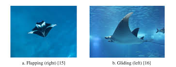 Image result for Mobula alfredi