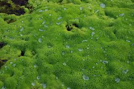 Attēlu rezultāti vaicājumam “Pohlia wahlenbergii”