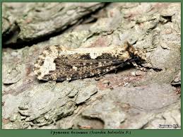 Attēlu rezultāti vaicājumam “Scardia boletella”