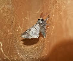 Attēlu rezultāti vaicājumam “Biston strataria”