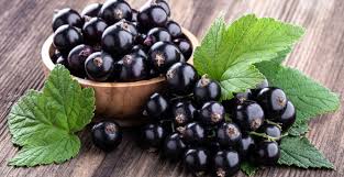 Attēlu rezultāti vaicājumam “Ribes nigrum fruit”