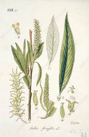 Attēlu rezultāti vaicājumam “Salix x fragilis”