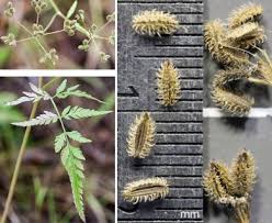Attēlu rezultāti vaicājumam “Torilis japonica”
