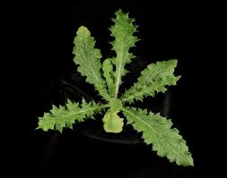 Attēlu rezultāti vaicājumam “Cirsium vulgare leaf”