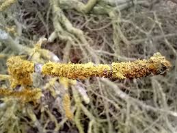 Attēlu rezultāti vaicājumam “Phaeographis dendritica”