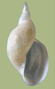 Attēlu rezultāti vaicājumam “Lymnaeidae”