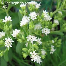 Image result for Stevia rebaudiana