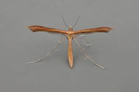 Attēlu rezultāti vaicājumam “Stenoptilia pterodactyla”