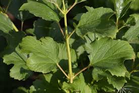 Attēlu rezultāti vaicājumam “Viburnum opulus leaf”