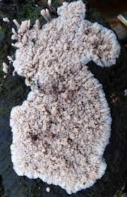 Attēlu rezultāti vaicājumam “Phlebia rufa”