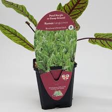 Image result for Rumex sanguineum