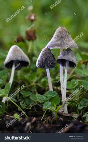 Attēlu rezultāti vaicājumam “Coprinus sp.”