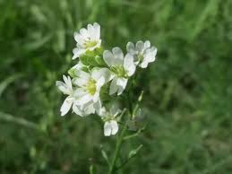 Attēlu rezultāti vaicājumam “Berteroa incana flower”