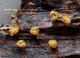 Attēlu rezultāti vaicājumam “Physarum murinum”