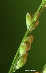 Attēlu rezultāti vaicājumam “Glyceria striata leaf”