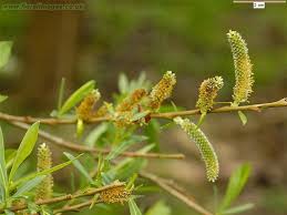 Attēlu rezultāti vaicājumam “Salix purpurea”