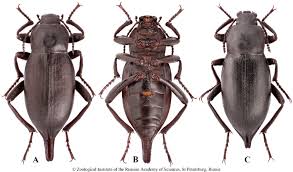 Attēlu rezultāti vaicājumam “Blaps mortisaga”