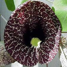 Attēlu rezultāti vaicājumam “Aristolochia durior”