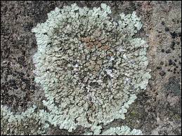 Attēlu rezultāti vaicājumam “Lecanora muralis”