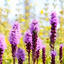 Image result for blazing vantoms