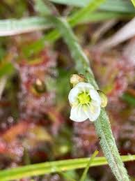 Attēlu rezultāti vaicājumam “Drosera anglica flower”