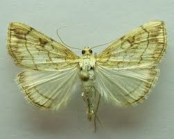 Attēlu rezultāti vaicājumam “Evergestis pallidata”