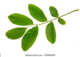 Attēlu rezultāti vaicājumam “Juglans regia leaf”