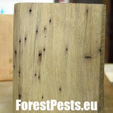 Attēlu rezultāti vaicājumam “Hylecoetus dermestoides female”