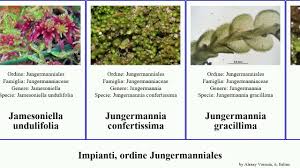 Attēlu rezultāti vaicājumam “Leiocolea collaris”