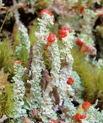 Attēlu rezultāti vaicājumam “Cladonia”