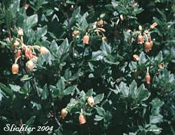 Attēlu rezultāti vaicājumam “Menziesia ferruginea flower”