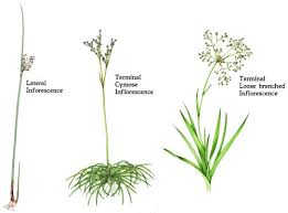 Attēlu rezultāti vaicājumam “Juncus inflexus bud”