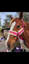 Image result for Palmers Riding Stables