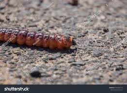 Attēlu rezultāti vaicājumam “Cossus cossus larva”