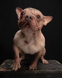 Image result for ugliest dog