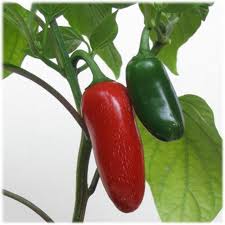 Afbeeldingsresultaat voor jalapeno early hot pepper