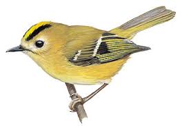 Attēlu rezultāti vaicājumam “Regulus regulus”