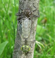 Attēlu rezultāti vaicājumam “Libellula quadrimaculata exuvia”