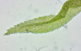 Attēlu rezultāti vaicājumam “Riccardia incurvata”