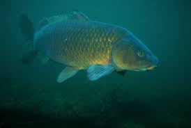 Image result for Cyprinus carpio