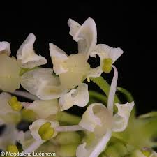 Attēlu rezultāti vaicājumam “Heracleum sphondylium subsp. sibiricum”