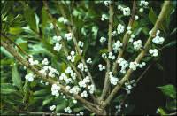 Attēlu rezultāti vaicājumam “Filipendula vulgaris fruit”