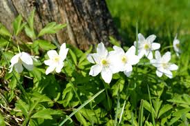Image result for Buschwindröschen