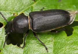 Attēlu rezultāti vaicājumam “Spondylis buprestoides”