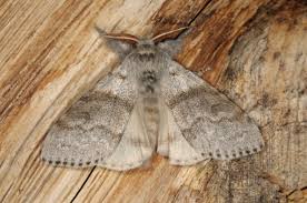 Attēlu rezultāti vaicājumam “Calliteara pudibunda”