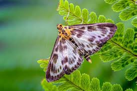 Attēlu rezultāti vaicājumam “Anania hortulata”