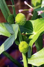 Attēlu rezultāti vaicājumam “Sagittaria sagittifolia leaf”